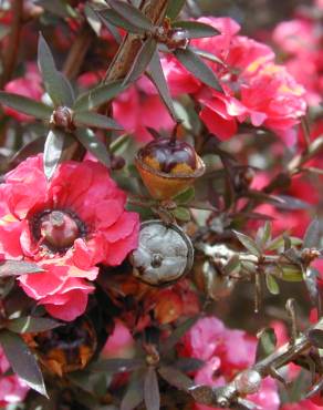 Fotografia 6 da espécie Leptospermum scoparium no Jardim Botânico UTAD