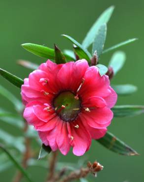 Fotografia 11 da espécie Leptospermum scoparium no Jardim Botânico UTAD