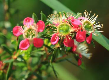 Fotografia da espécie Leptospermum scoparium