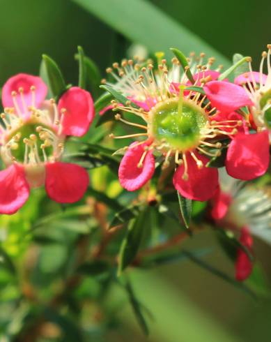 Fotografia de capa Leptospermum scoparium - do Jardim Botânico