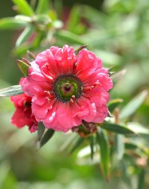 Fotografia 14 da espécie Leptospermum scoparium no Jardim Botânico UTAD