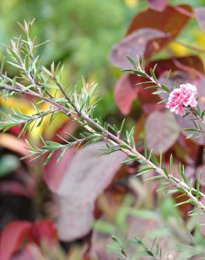 Fotografia 15 da espécie Leptospermum scoparium no Jardim Botânico UTAD