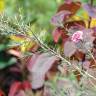 Fotografia 15 da espécie Leptospermum scoparium do Jardim Botânico UTAD