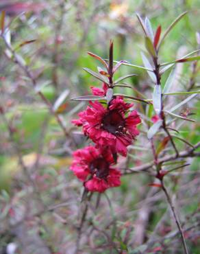 Fotografia 16 da espécie Leptospermum scoparium no Jardim Botânico UTAD