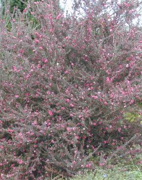 Fotografia 18 da espécie Leptospermum scoparium no Jardim Botânico UTAD