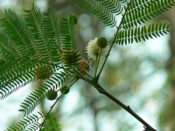 Fotografia da espécie Leucaena leucocephala