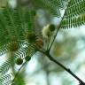 Fotografia 6 da espécie Leucaena leucocephala do Jardim Botânico UTAD