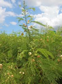 Fotografia da espécie Leucaena leucocephala
