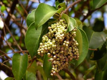 Fotografia da espécie Ligustrum lucidum