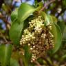 Fotografia 8 da espécie Ligustrum lucidum do Jardim Botânico UTAD