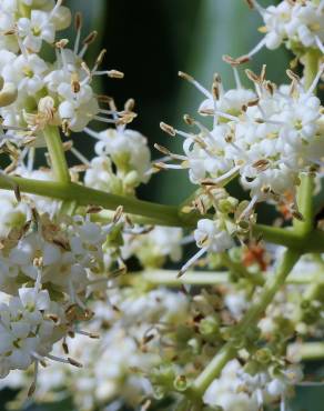 Fotografia 9 da espécie Ligustrum lucidum no Jardim Botânico UTAD