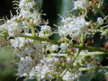 Fotografia da espécie Ligustrum lucidum