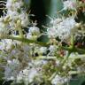 Fotografia 9 da espécie Ligustrum lucidum do Jardim Botânico UTAD