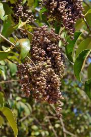 Fotografia da espécie Ligustrum lucidum