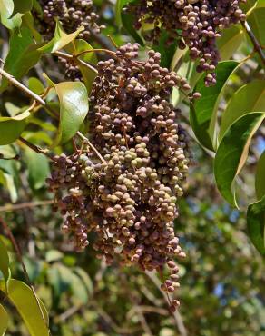 Fotografia 10 da espécie Ligustrum lucidum no Jardim Botânico UTAD