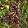 Fotografia 10 da espécie Ligustrum lucidum do Jardim Botânico UTAD