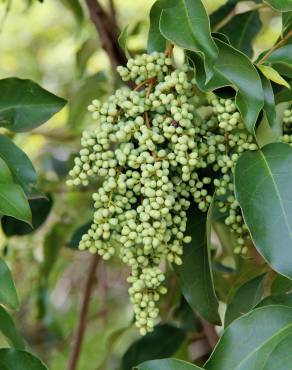 Fotografia 11 da espécie Ligustrum lucidum no Jardim Botânico UTAD