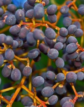 Fotografia 12 da espécie Ligustrum lucidum no Jardim Botânico UTAD