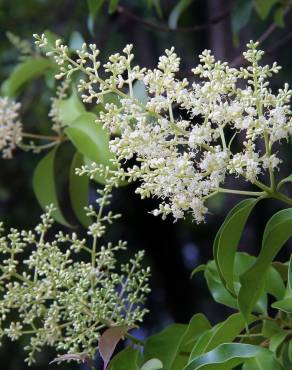 Fotografia 13 da espécie Ligustrum lucidum no Jardim Botânico UTAD