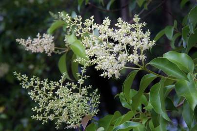 Fotografia da espécie Ligustrum lucidum