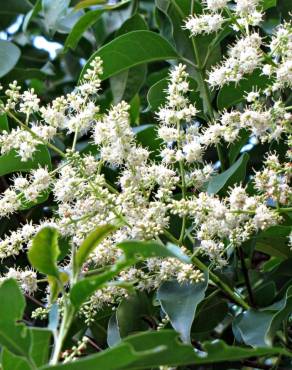 Fotografia 14 da espécie Ligustrum lucidum no Jardim Botânico UTAD