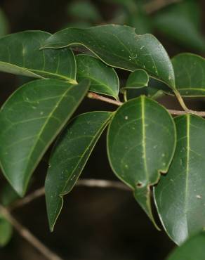 Fotografia 15 da espécie Ligustrum lucidum no Jardim Botânico UTAD