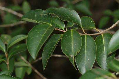 Fotografia da espécie Ligustrum lucidum