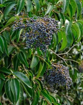 Fotografia 16 da espécie Ligustrum lucidum no Jardim Botânico UTAD