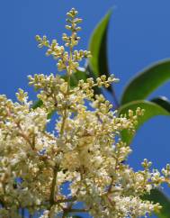 Ligustrum lucidum