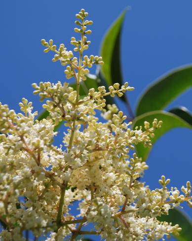 Fotografia de capa Ligustrum lucidum - do Jardim Botânico