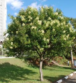 Fotografia da espécie Ligustrum lucidum