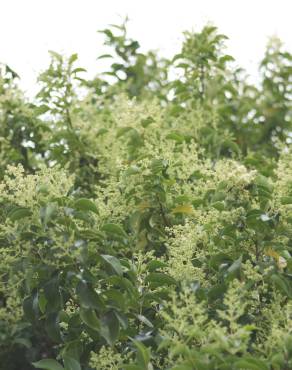 Fotografia 19 da espécie Ligustrum lucidum no Jardim Botânico UTAD