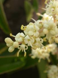 Fotografia da espécie Ligustrum lucidum