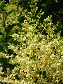 Fotografia da espécie Ligustrum lucidum