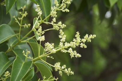 Fotografia da espécie Ligustrum lucidum