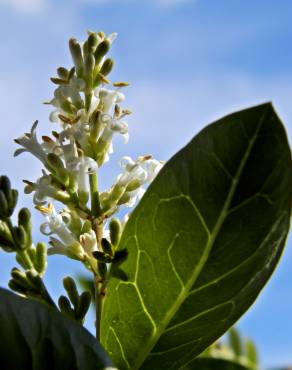 Fotografia 7 da espécie Ligustrum vulgare no Jardim Botânico UTAD