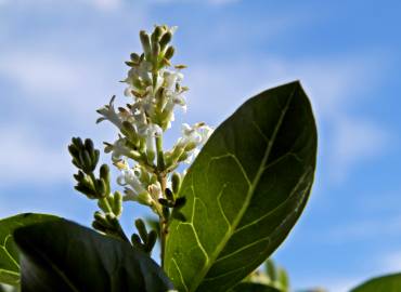 Fotografia da espécie Ligustrum vulgare