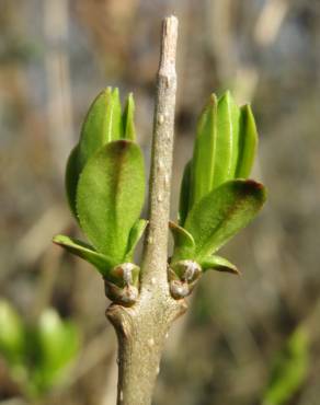 Fotografia 8 da espécie Ligustrum vulgare no Jardim Botânico UTAD