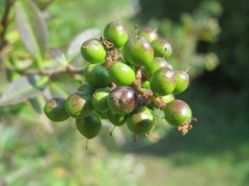 Fotografia da espécie Ligustrum vulgare