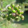 Fotografia 9 da espécie Ligustrum vulgare do Jardim Botânico UTAD