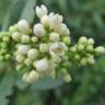 Fotografia 10 da espécie Ligustrum vulgare do Jardim Botânico UTAD