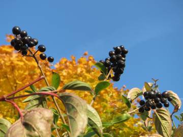 Fotografia da espécie Ligustrum vulgare