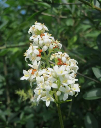 Fotografia de capa Ligustrum vulgare - do Jardim Botânico