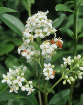 Fotografia 17 da espécie Ligustrum vulgare no Jardim Botânico UTAD