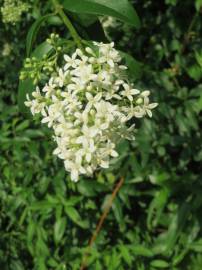 Fotografia da espécie Ligustrum vulgare