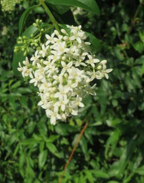 Fotografia 18 da espécie Ligustrum vulgare no Jardim Botânico UTAD