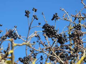 Fotografia da espécie Ligustrum vulgare