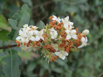 Fotografia da espécie Ligustrum vulgare