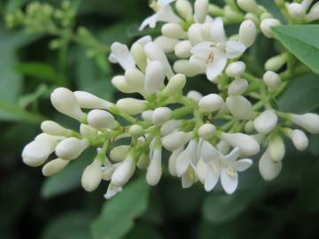 Fotografia da espécie Ligustrum vulgare