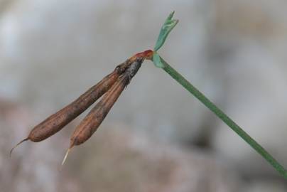 Fotografia da espécie Lotus glaber